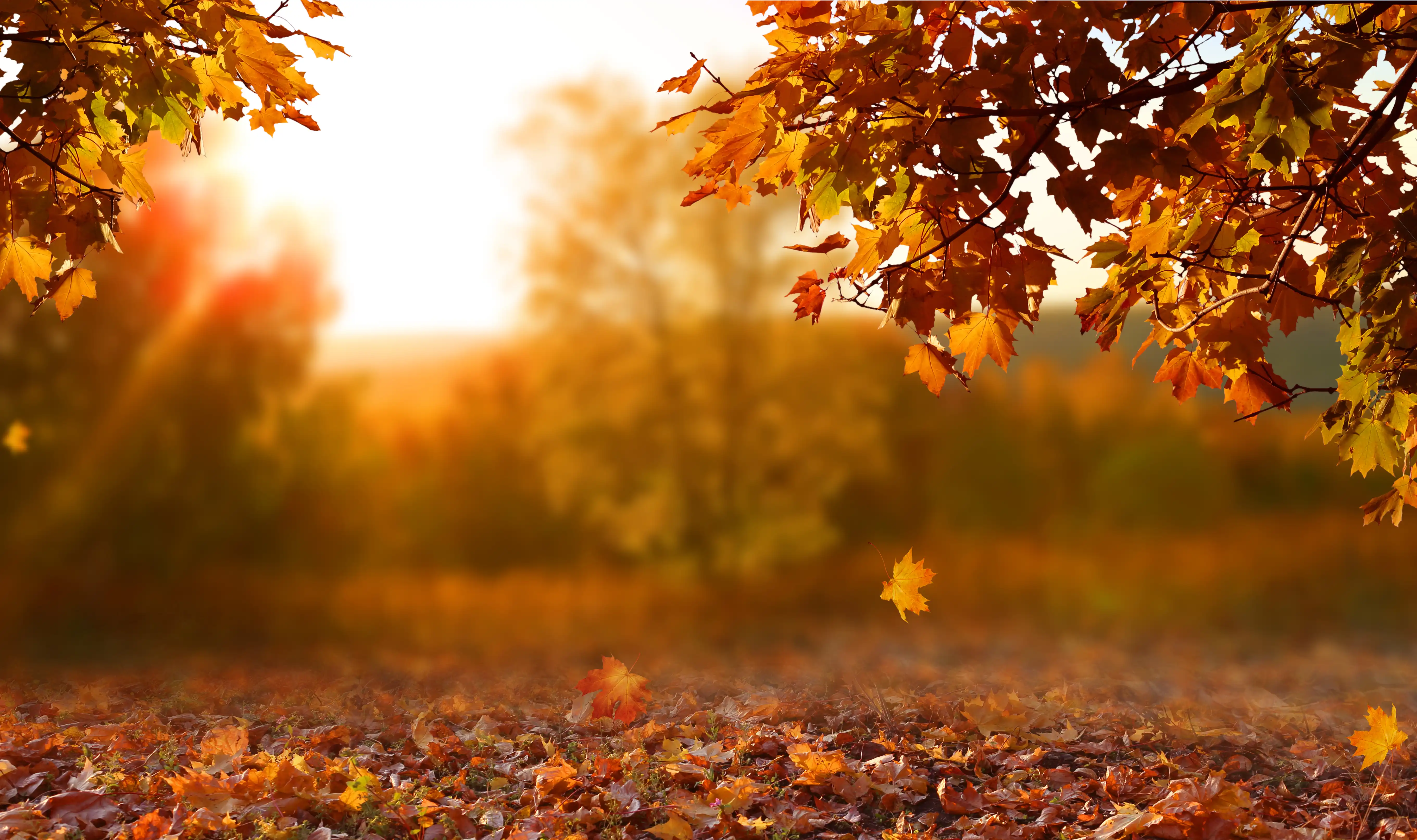 autumn season photo